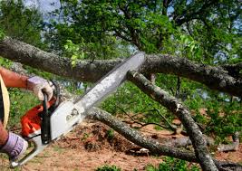 Best Tree Trimming and Pruning  in Upper Fruitland, NM