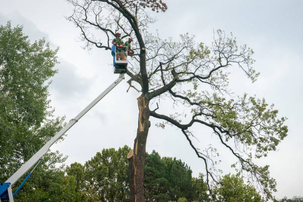 How Our Tree Care Process Works  in  Upper Fruitland, NM