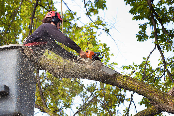Best Tree Risk Assessment  in Upper Fruitland, NM