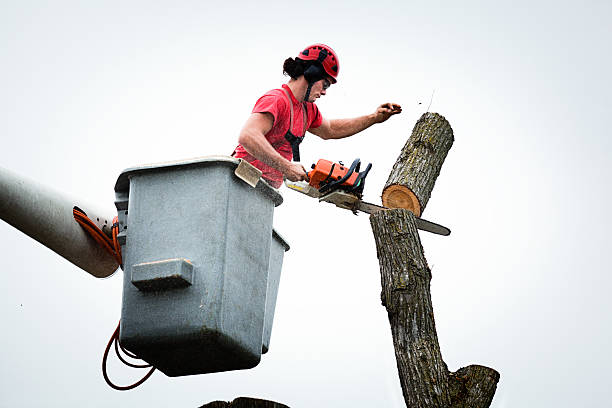 Upper Fruitland, NM Tree Care Company